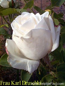 'Frau Karl Druschki (Hybrid Perpetual, Lambert, 1895/1901)' rose photo