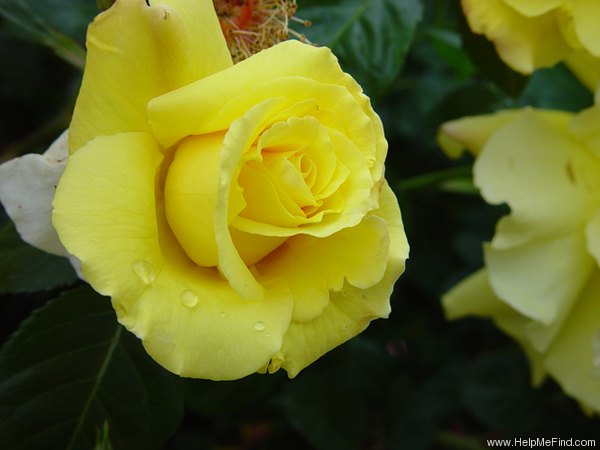 'Golden Glow (climber, Brownell, 1937)' rose photo
