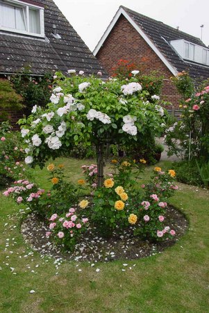 'Pat Hardy's Garden'  photo