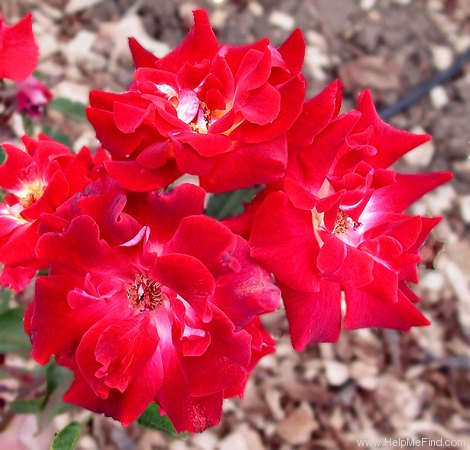 'Mariposa Gem' rose photo