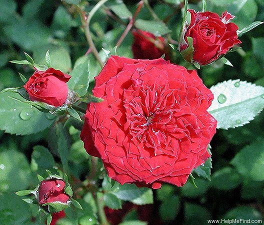 'My Valentine ™ (miniature, Moore, 1975)' rose photo