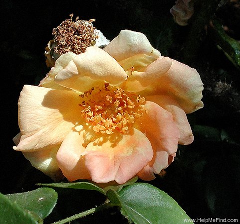 'Orange Moss' rose photo