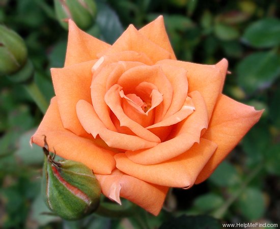 'Orange Parfait ™ (miniature, Moore 1998)' rose photo