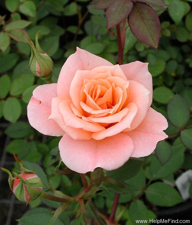 'Phyllis Shackelford ™' rose photo