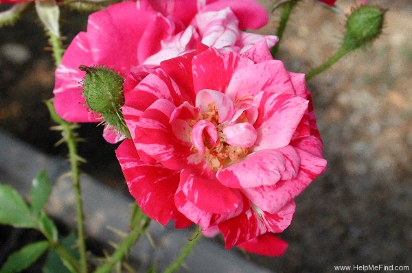 'Rose Gilardi ™' rose photo