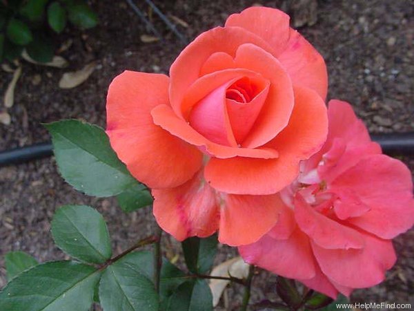 'Bengal Tiger ™' rose photo