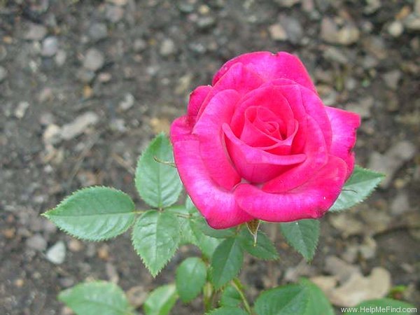 'Doris Morgan' rose photo