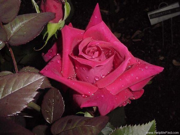 'Special Merit' rose photo