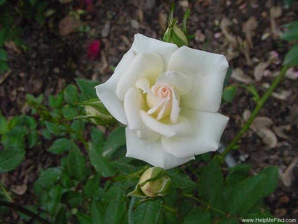 'Sis' rose photo