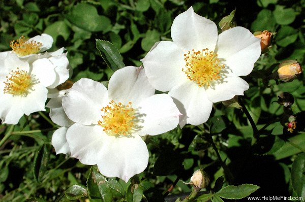 'Simplex (miniature, Moore, 1961)' rose photo