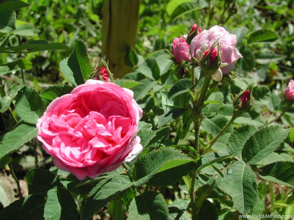 'Bordeaux des Dames' rose photo