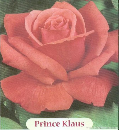 'Prins Claus' rose photo