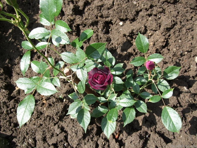 'Burgundy Ice' rose photo