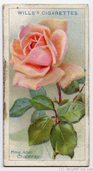'Madame Abel Chatenay' rose photo