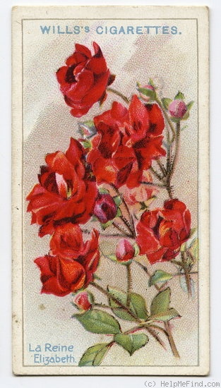 'La Reine Elizabeth (Polyantha, Oosthoek, 1924)' rose photo
