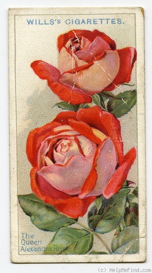 'The Queen Alexandra Rose (hybrid tea, McGredy, 1918)' rose photo