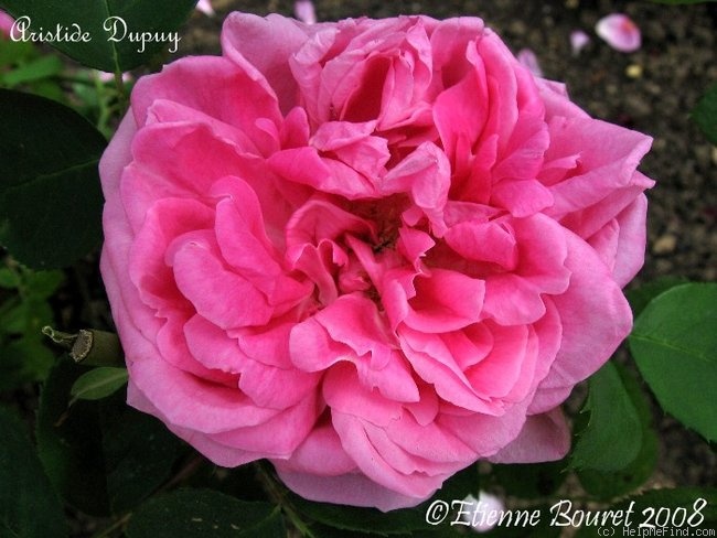 'Aristide Dupuis' rose photo