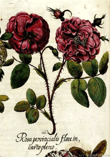 'Provence Rose' rose photo