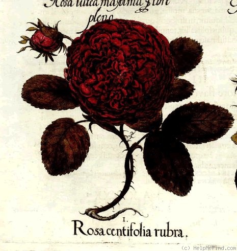 '<i>Rosa centifolia batavica</i>' rose photo