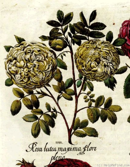 '<i>Rosa hemisphaerica</i> 'Flore-Pleno'' rose photo