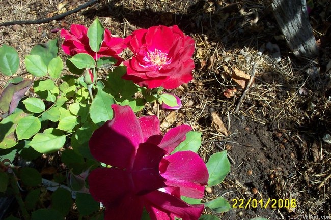 'Hawlmark Crimson' rose photo