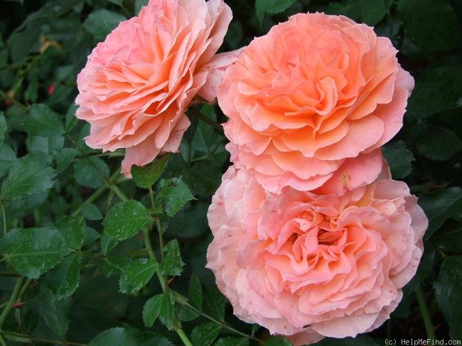 'Belvedere' Rose Photo