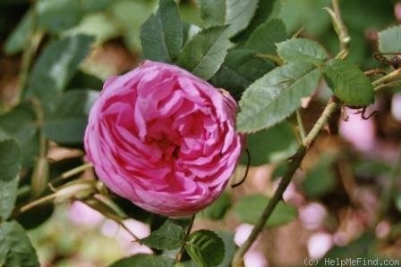 'La Noblesse (Centifolia, Pastoret/Soupert & Notting 1856)' rose photo