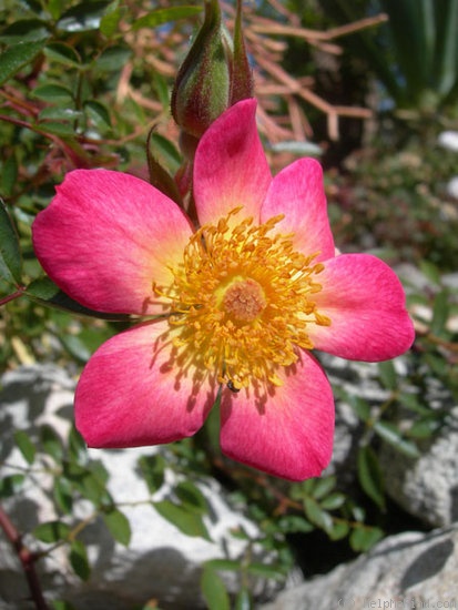 'Star Magic' rose photo