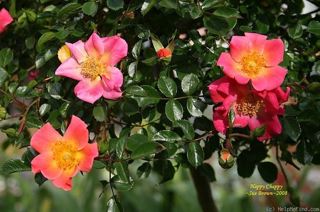 'Happy Chappy ® (Shrub, Ilsink before 1997)' rose photo