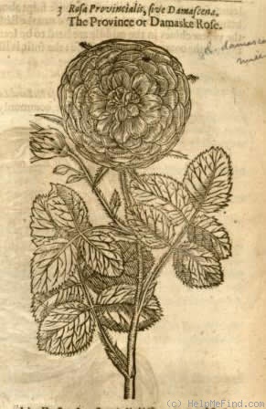 'Provence Rose' rose photo