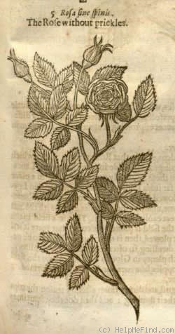 '<i>Rosa sine spinis</i>' rose photo