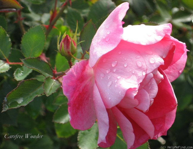 'Carefree Wonder' rose photo