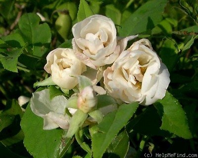 'Filigree' rose photo