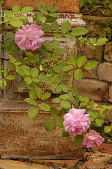 'Lippiatt's Manetti' rose photo
