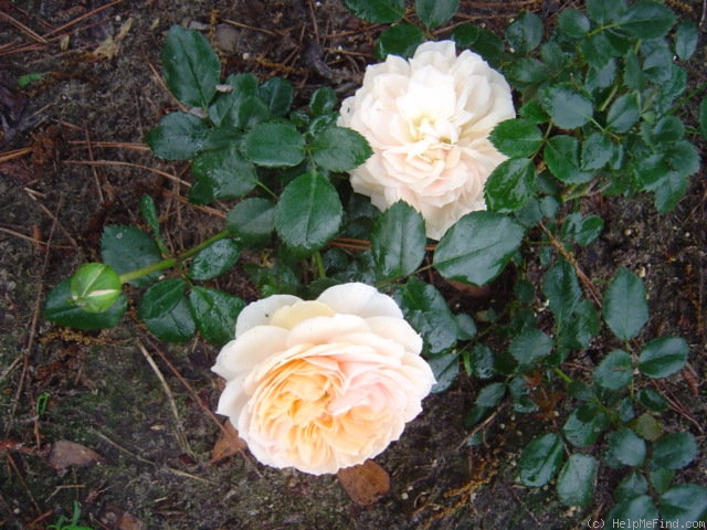 'Cream Flower Circus ®' rose photo