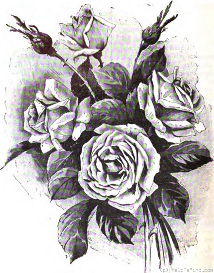 'Otto von Bismarck' rose photo