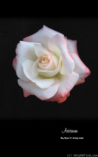 'Arcanum' rose photo