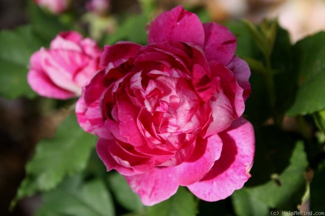 'Commandant Beaurepaire' rose, click to enlarge 'Commandant Beaurepaire' rose photo