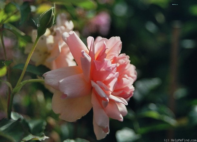 'Cornelia (Hybrid Musk, Pemberton, 1925)' rose photo