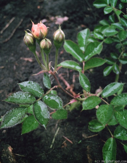 'Jeri Jennings' rose photo