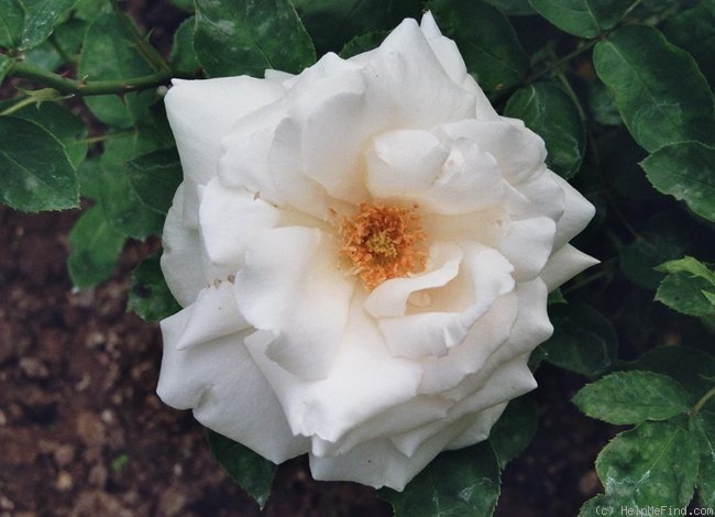 'Frau Karl Druschki (Hybrid Perpetual, Lambert, 1895/1901)' rose photo