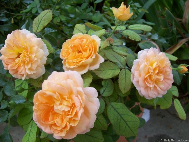 'Lady Emma Hamilton' rose photo