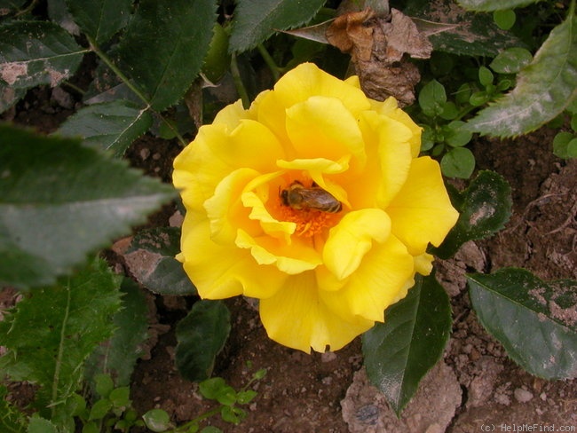 'Adson von Melk' rose photo