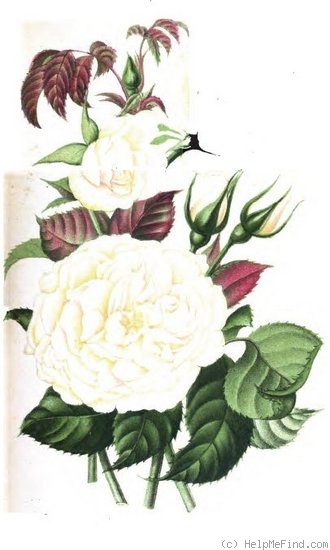 'Eugénie Bourgeois' rose photo