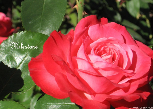 'Milestone' rose photo