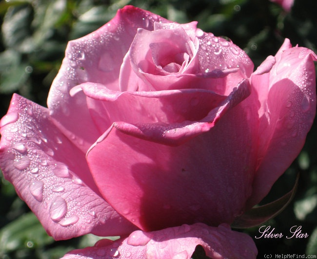 'Silver Star ® (Grandiflora, Weeks, 2001)' rose photo