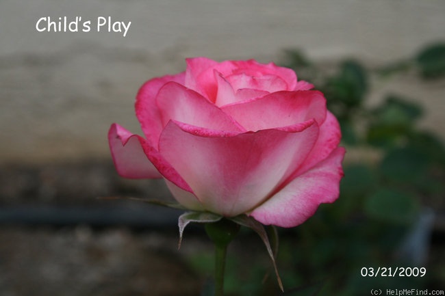 'Child's Play™' rose photo