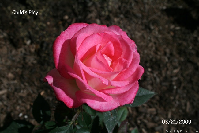 'Child's Play™' rose photo