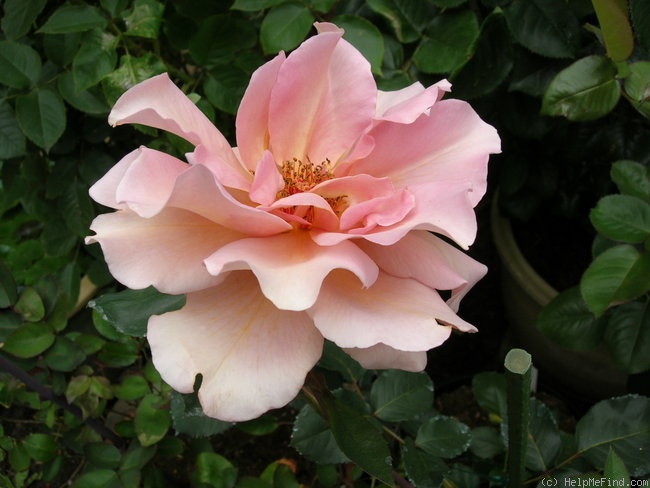 'Julia's Rose' rose, click to enlarge 'Julia's Rose' rose photo