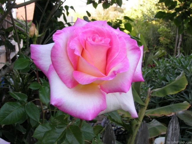'Elle ® (hybrid tea, Mouchotte/Meilland 1999)' rose photo